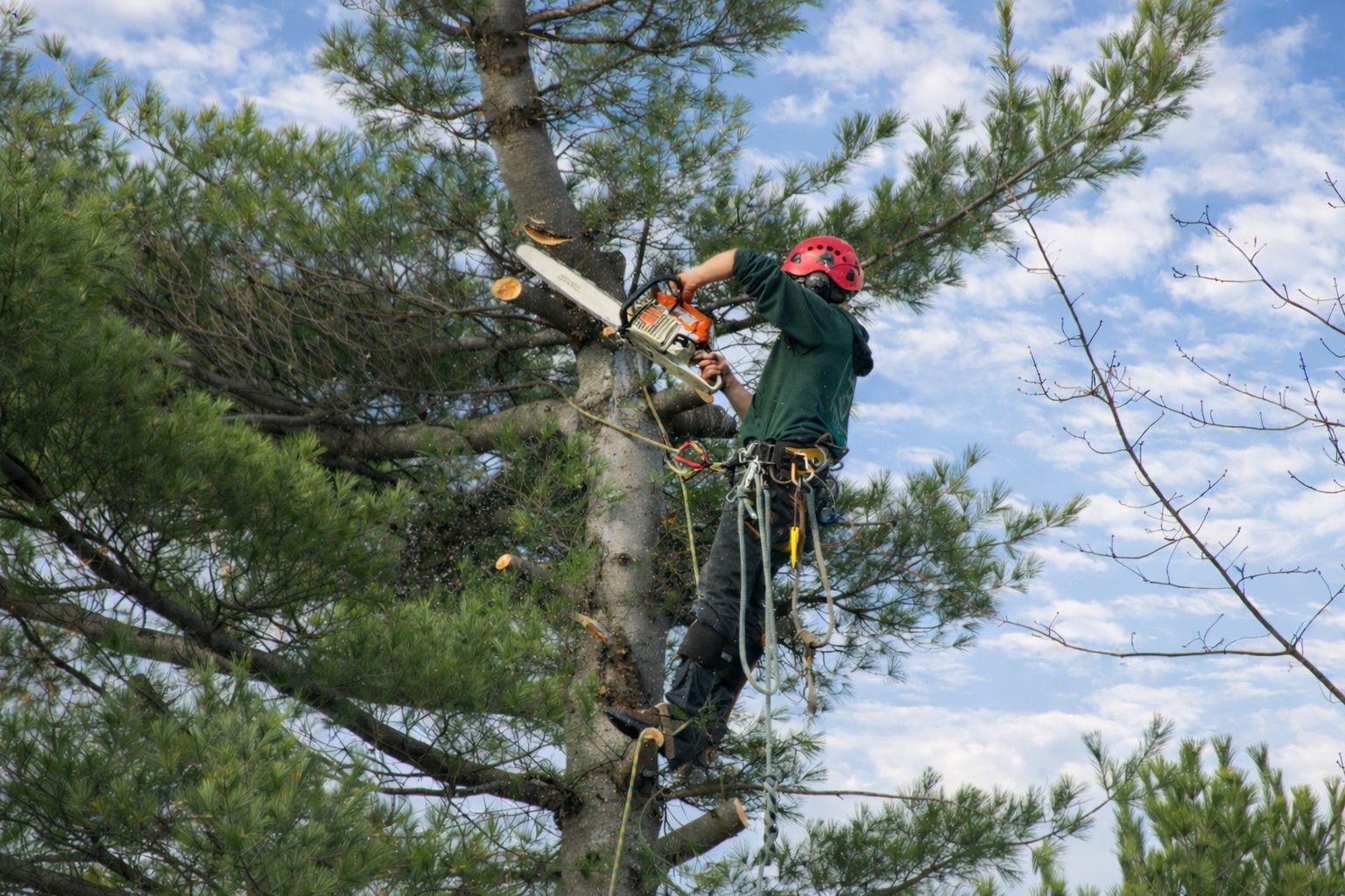 Professional Tree Cabling